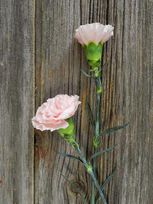 LIGHT PINK CARNATION